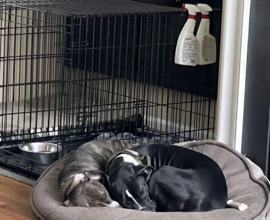 Two dogs curled up asleep together in one dog bed